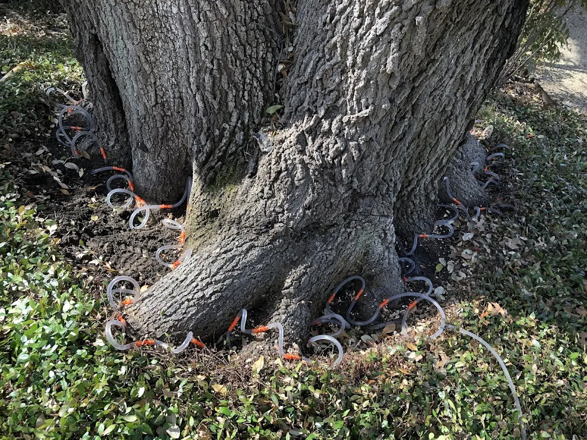 Detailed Tree Cabling and Bracing job site in South Dayton
