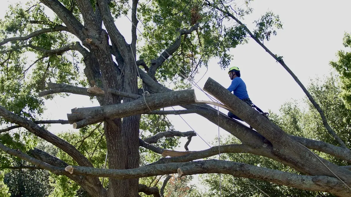 Professional Crown Thinning performed by certified arborists in South Dayton