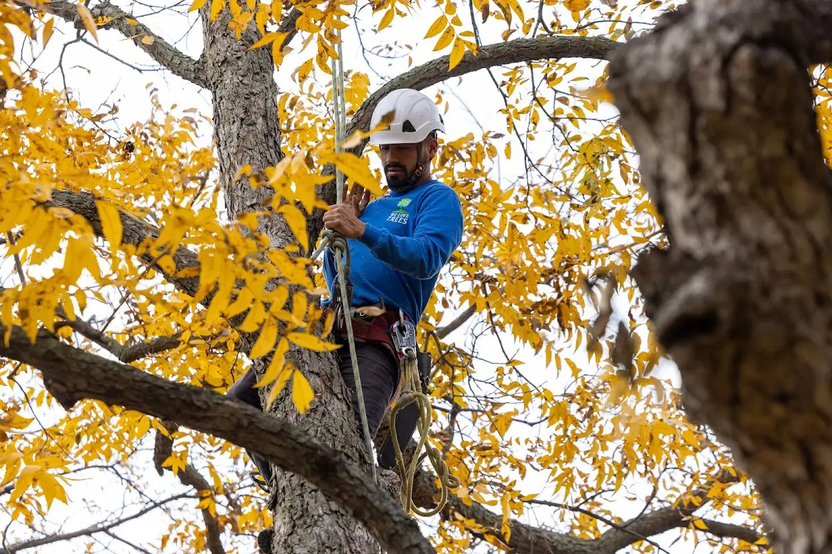 Skilled Tree Pruning crew working in South Dayton