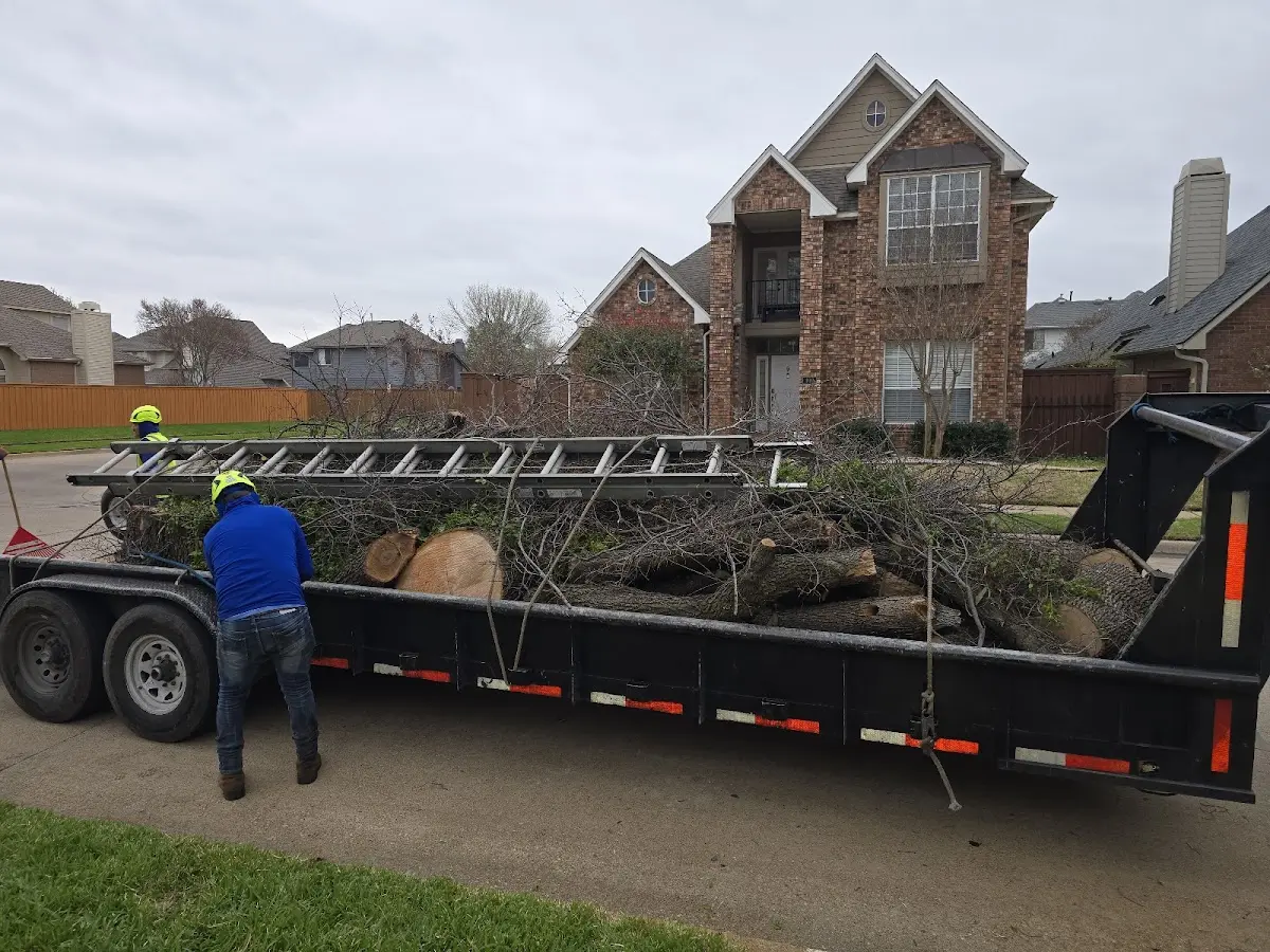 Expert Tree Removal with proper safety equipment in South Dayton